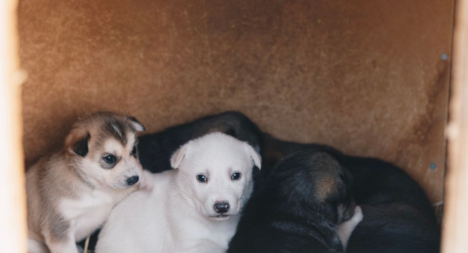 Als je gelukt hebt zijn er husky pups